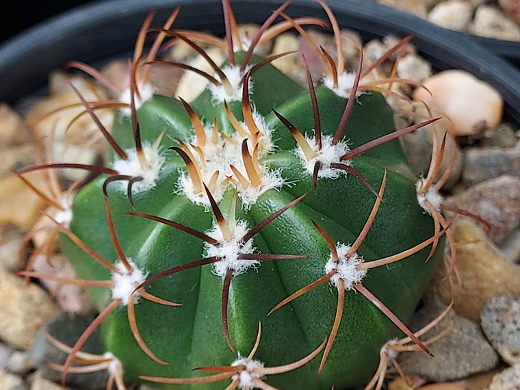 Melocactus matanzanus