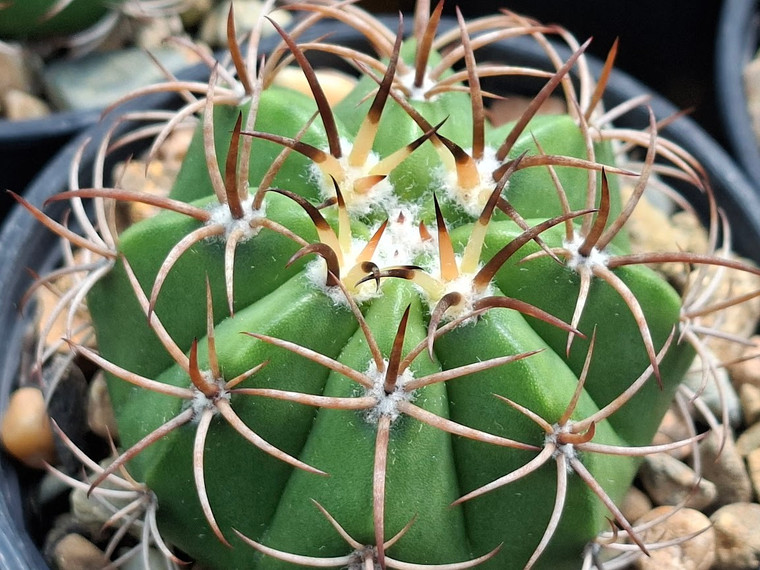 Melocactus matanzanus cactus plant Australia