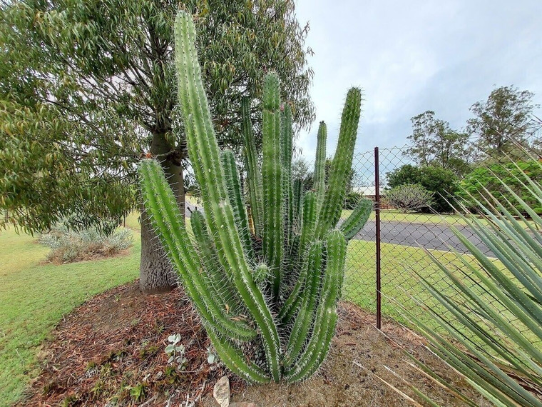 Stenocereus griseus cactus seeds