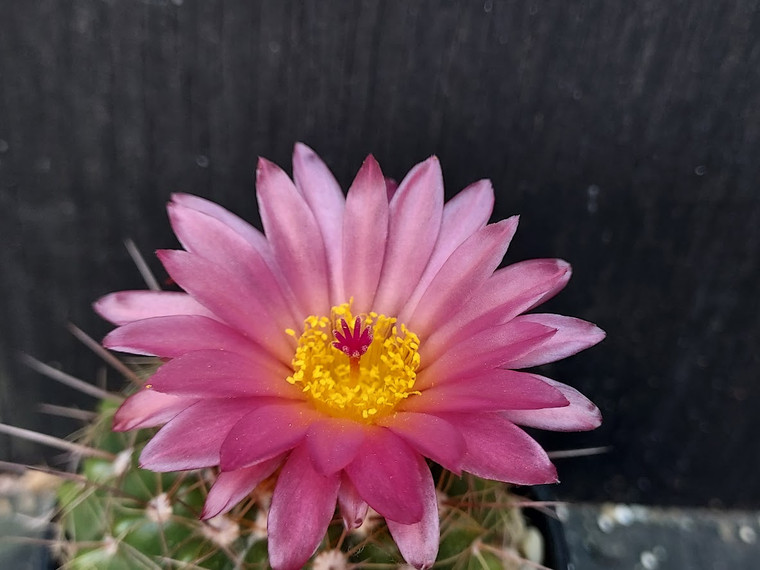 Parodia hybrid - PH007