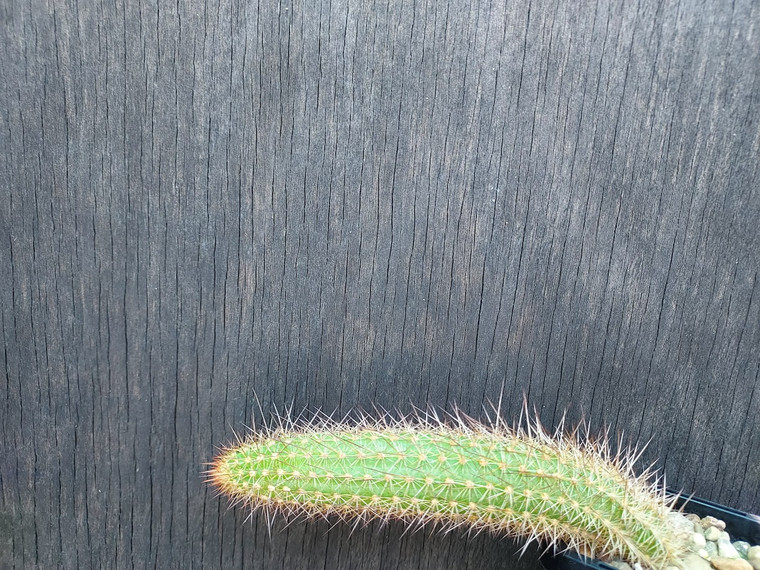 Hildewinteria colademononis x T. thelegonus