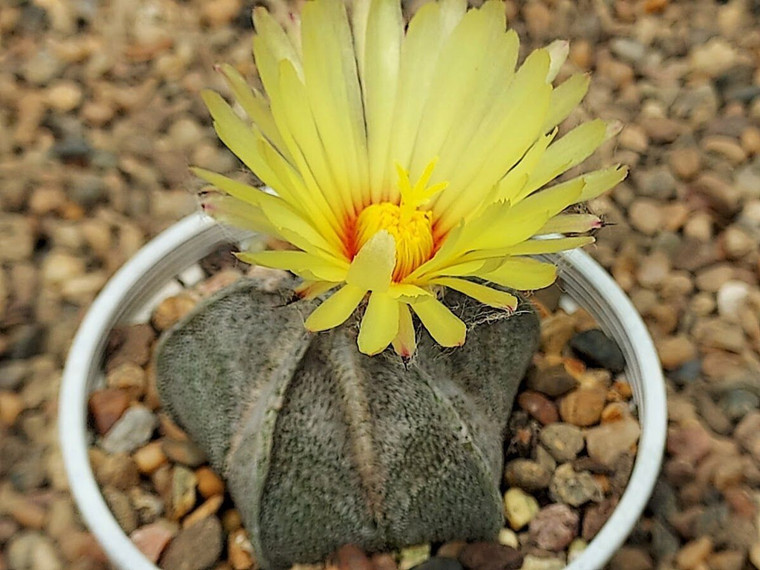 SEEDS- Astrophytum coahuilense-  (15) cactus seeds