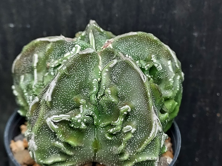 Astrophytum myriostigma cv fukuryu - #109 Astrophytum myriostigma cv fukuryu - #109