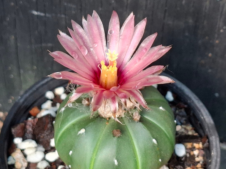 Astrophytum asterias -  #AAA191