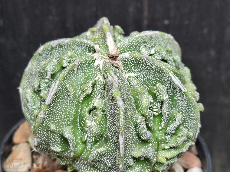 Astrophytum myriostigma cv fukuryu - #120
