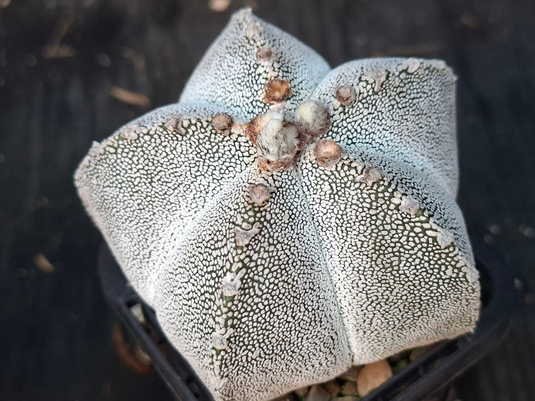 Astrophytum myriostigma cv onzuka - #748