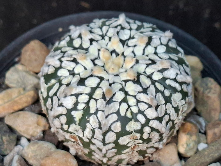 Astrophytum asterias cv superkabuto #SKV03