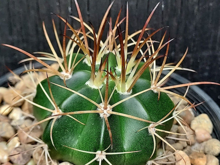 Melocactus pachyacanthus