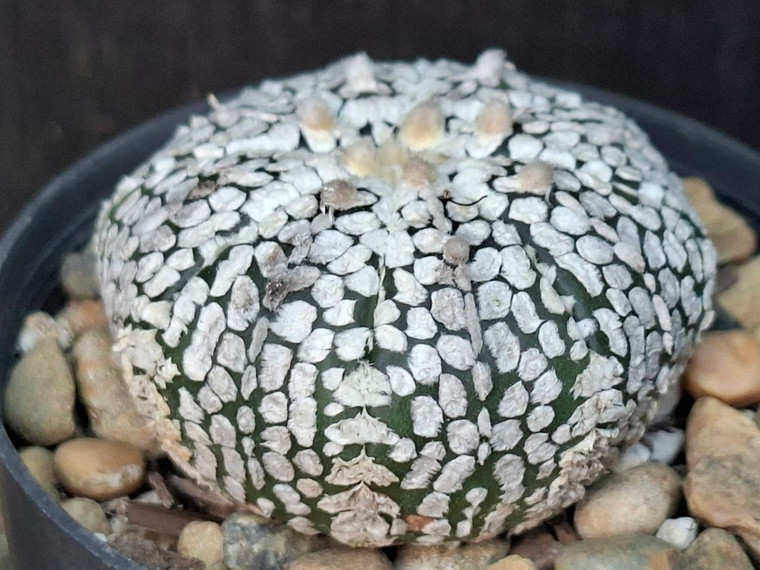 Astrophytum asterias cv superkabuto #SK243