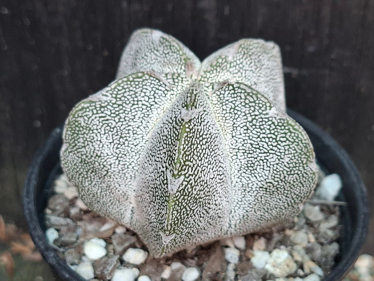 Astrophytum myriostigma cv onzuka V type - #761