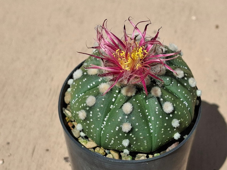 Astrophytum asterias shiowa flower #SF15