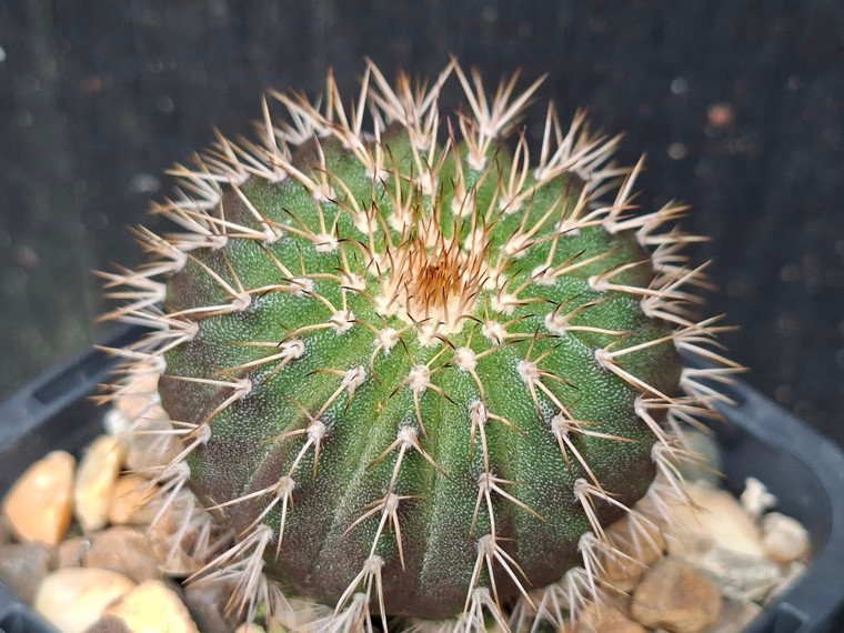 Uebelmannia hybrid- UEB126