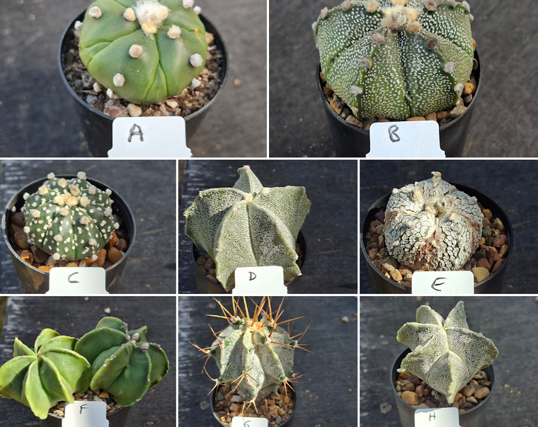 Astrophytum assorted- Mix'n'Match