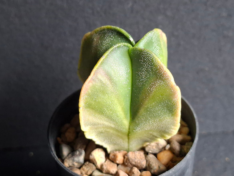 Astrophytum myriostigma variegated #AMV403