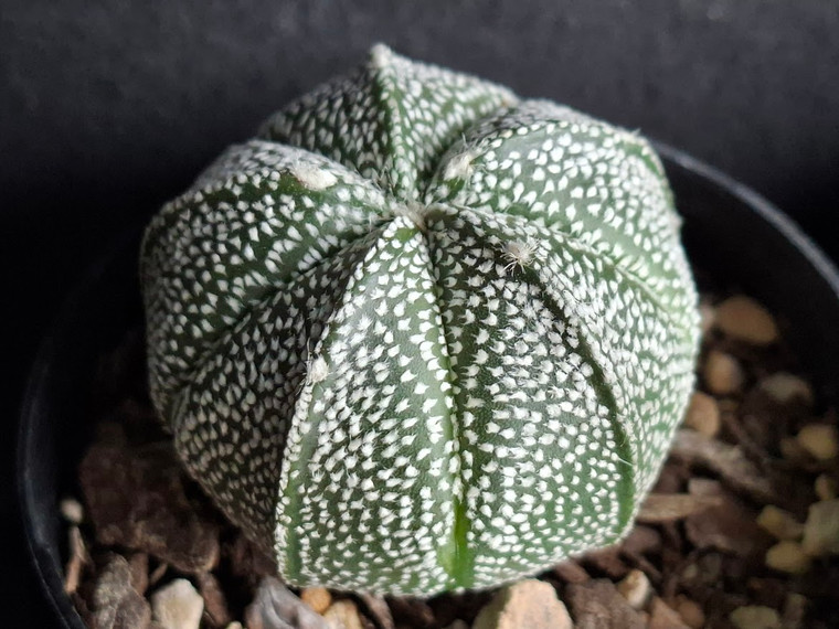 Astrophytum coahuilense hybrid