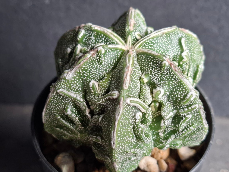 Astrophytum myriostigma cv fukuryu - #114