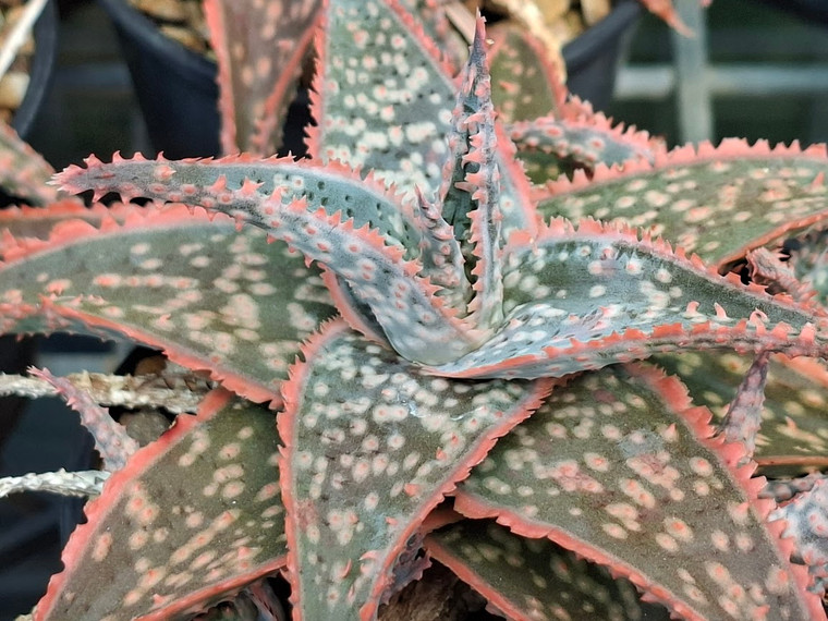 Aloe 'Christmas Cracker'