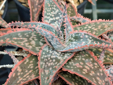 Aloe hybrid 'Christmas Cracker' succulent plant