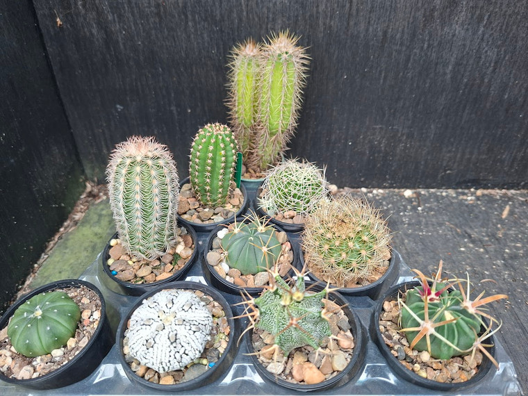 10 assorted cacti plants- PACK23