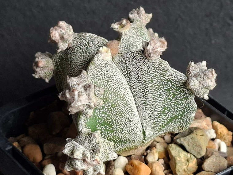 Astrophytum myriostigma f proliferum- #AMP7