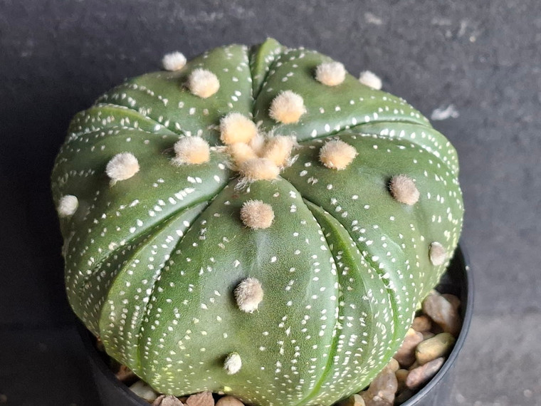 Astrophytum asterias cv fukuryu-  #AAF600