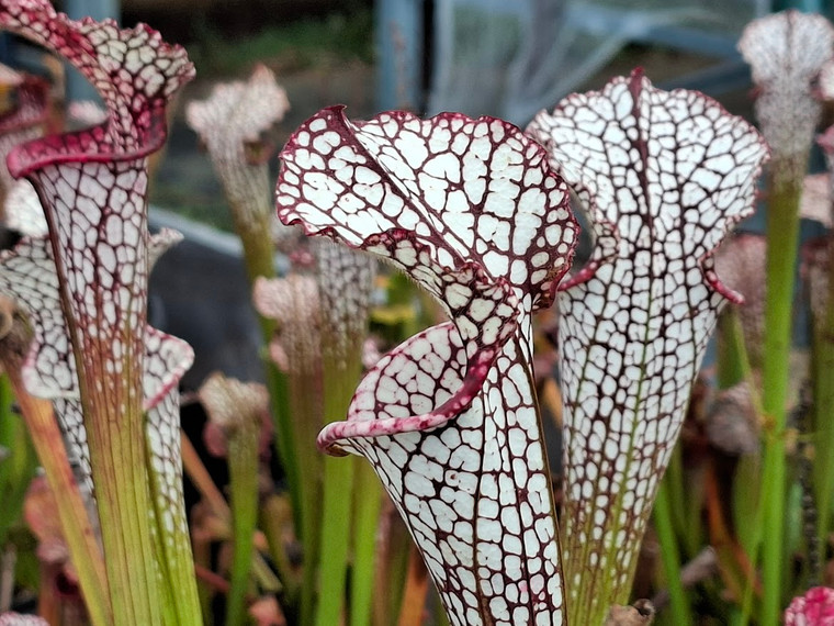 Sarracenia Leucophylla- Tall white with red veins