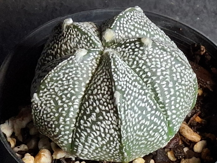Astrophytum coahuilense hybrid  #ACH113