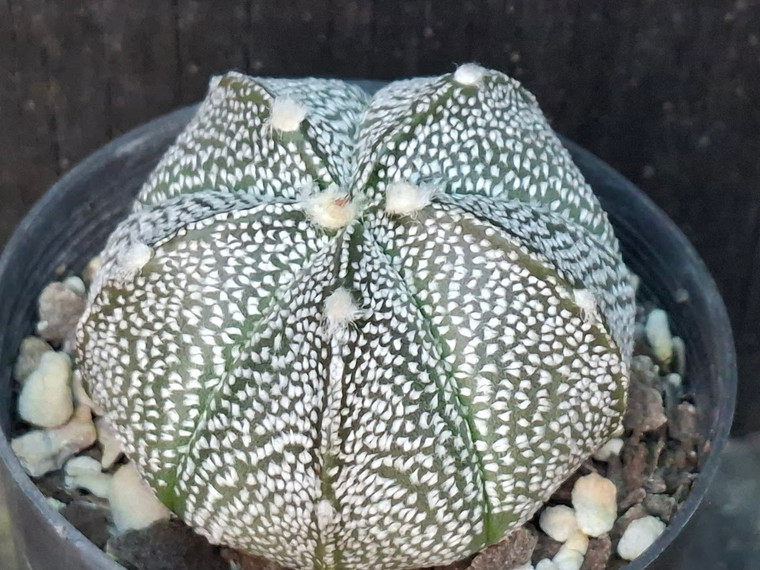 Astrophytum coahuilense hybrid  #ACH113