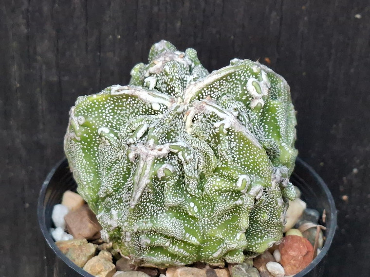 Astrophytum myriostigma cv fukuryu - #135