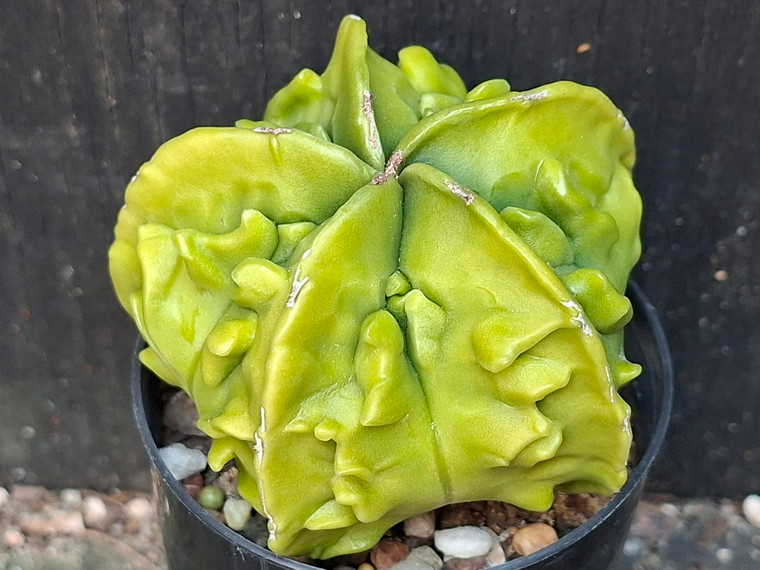 Astrophytum myriostigma cv fukuryu - #140