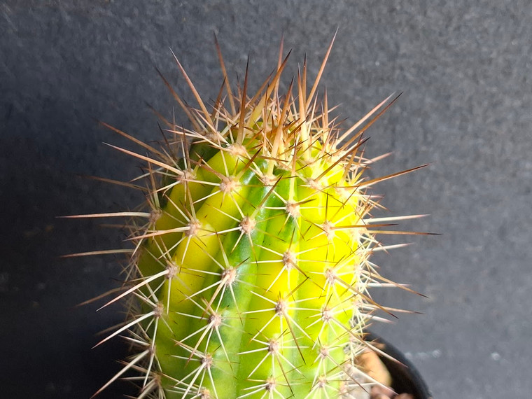 Variegated Thelegonus x Echinopsis mamillosa v subulata- #CACV1