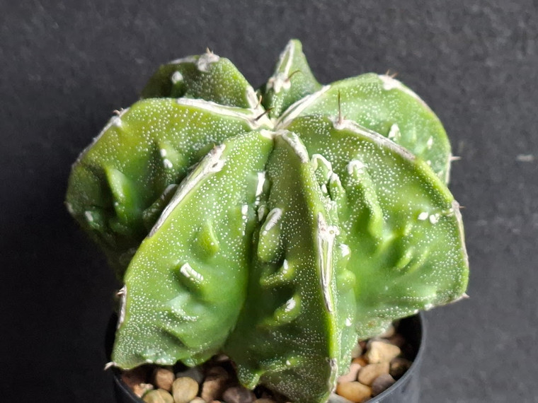 Astrophytum myriostigma cv fukuryu - #142