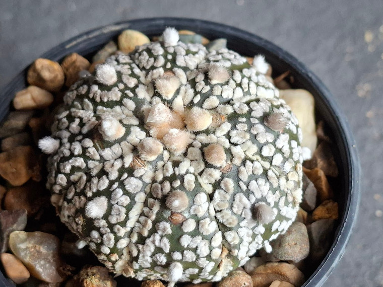Astrophytum asterias cv superkabuto #SK346