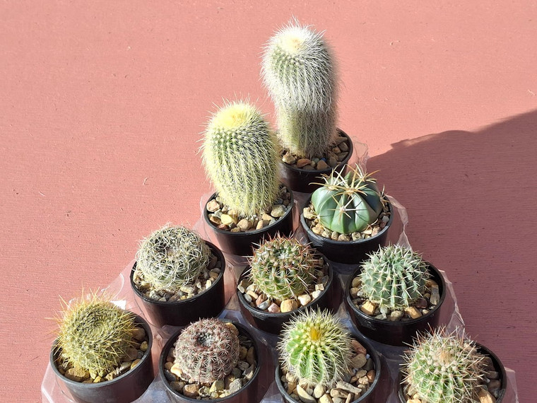 10 assorted cacti plants- PACK#55