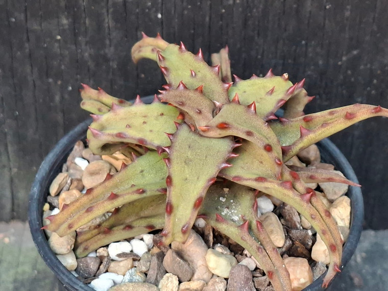 Aloe castilloniae