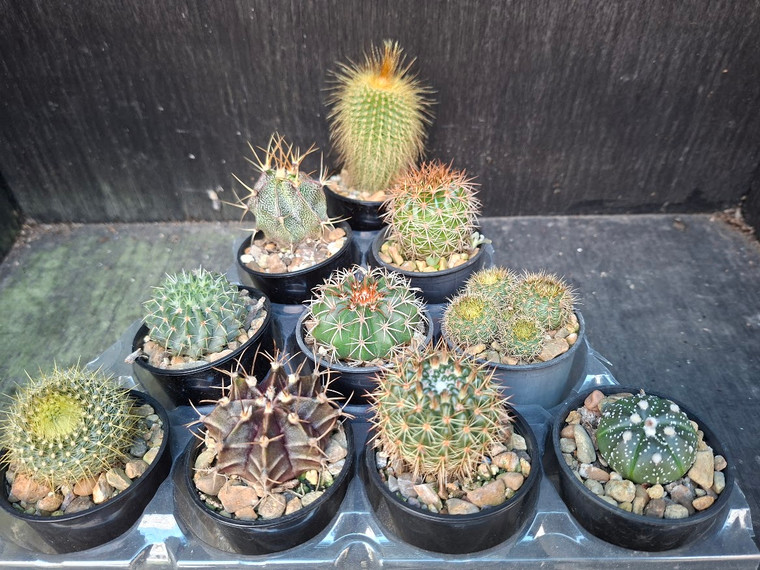 10 assorted cacti plants- PACK#56