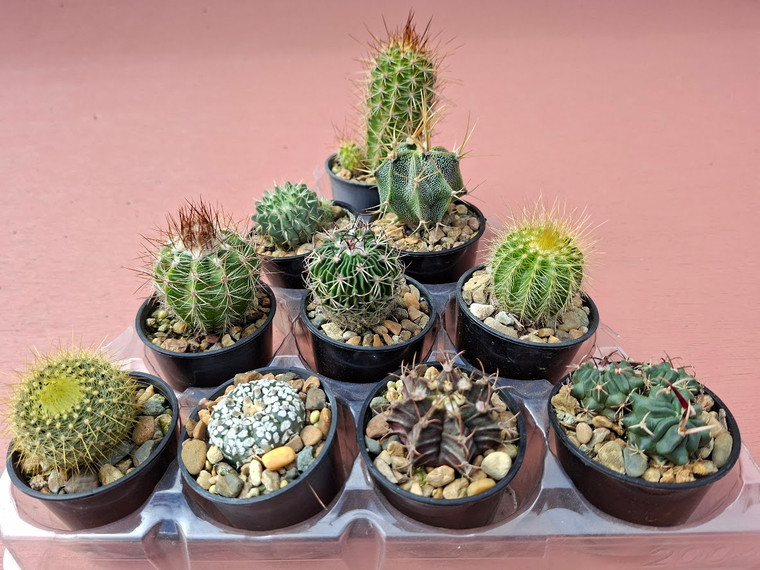 10 assorted cacti plants- PACK#58