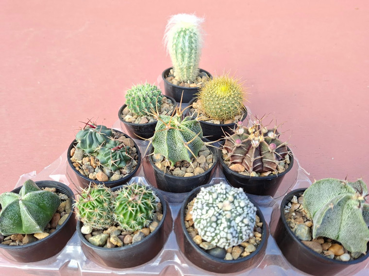 10 assorted cacti plants- PACK#59
