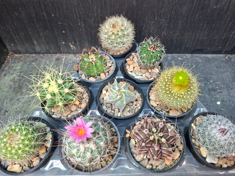 10 assorted cacti plants- PACK#60
