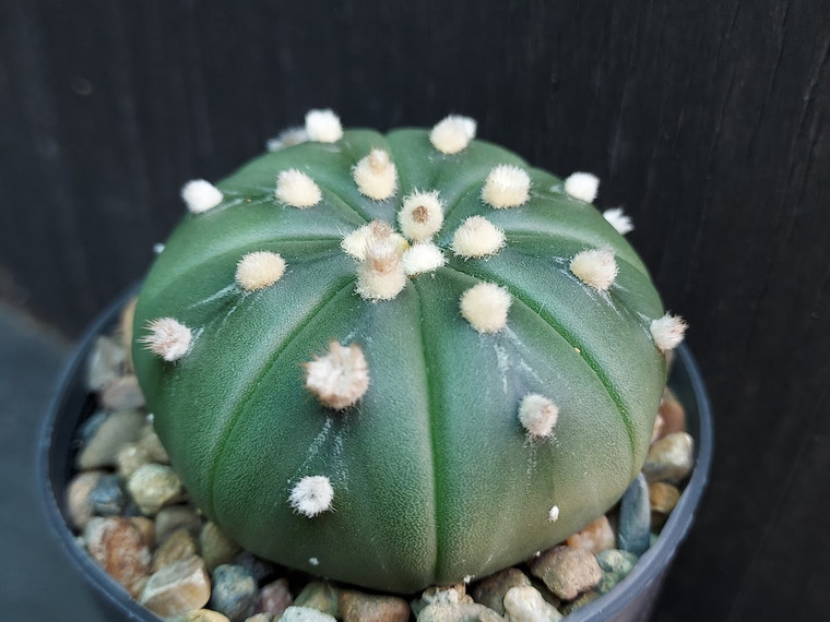 Astrophytum asterias v nudum