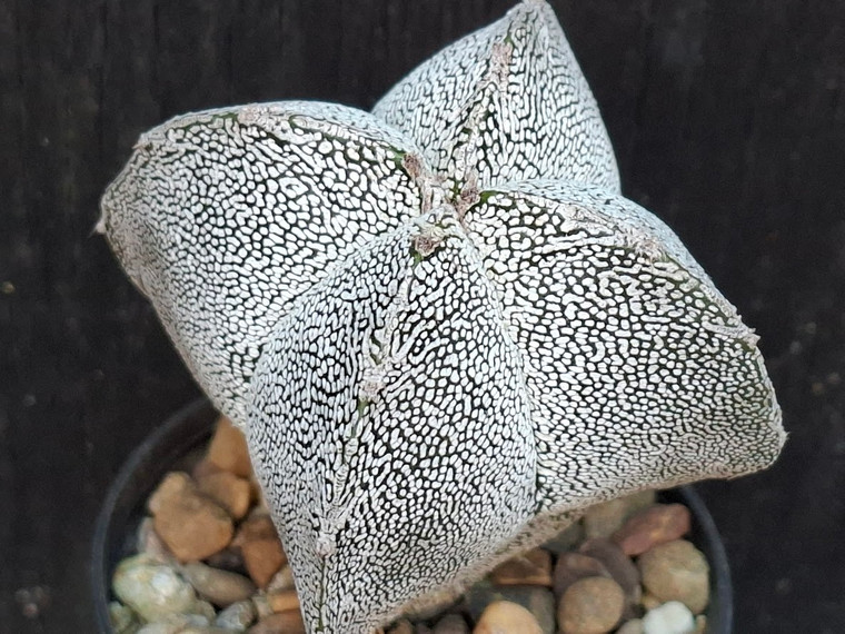 Astrophytum myriostigma cv onzuka - #829