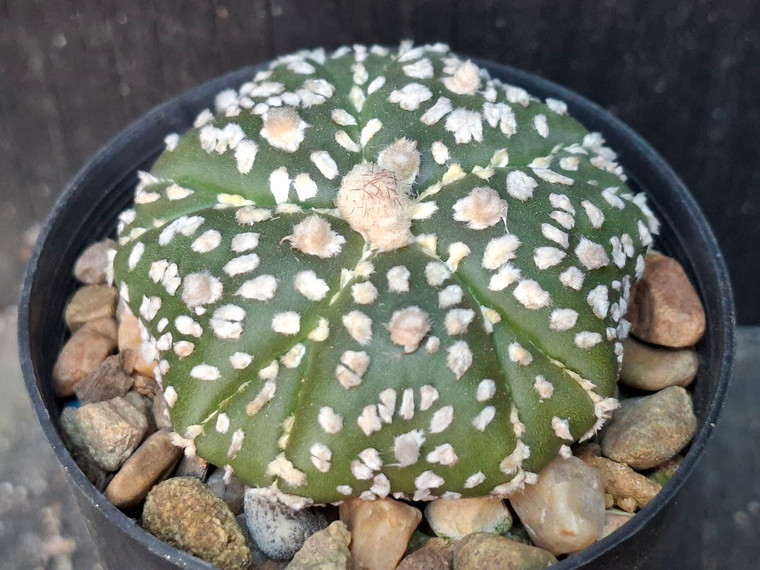 Astrophytum asterias cv fukuryu-  #AAF10