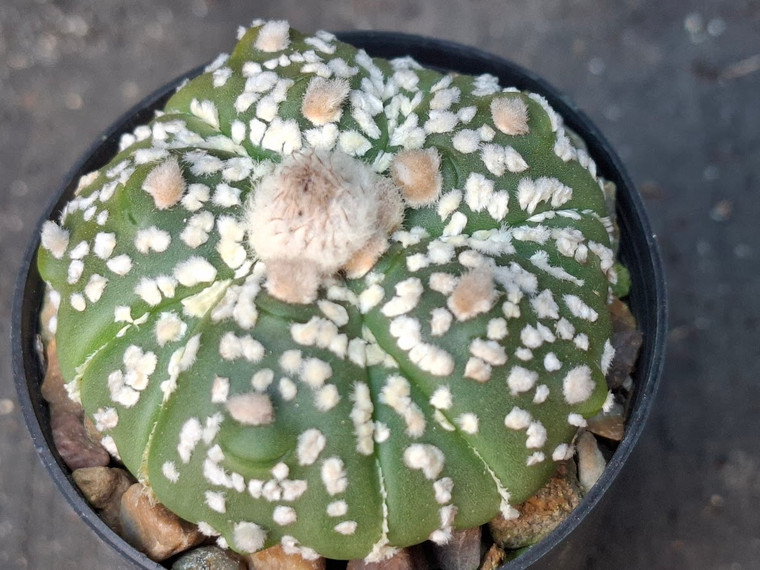 Astrophytum asterias cv fukuryu-  #AAF11