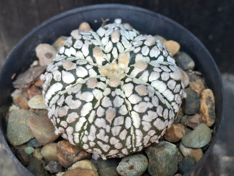 Astrophytum asterias cv superkabuto #SKH24