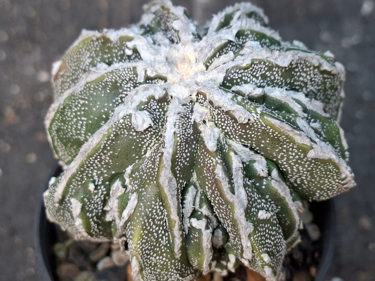 Astrophytum myriostigma cv fukuryu - #162