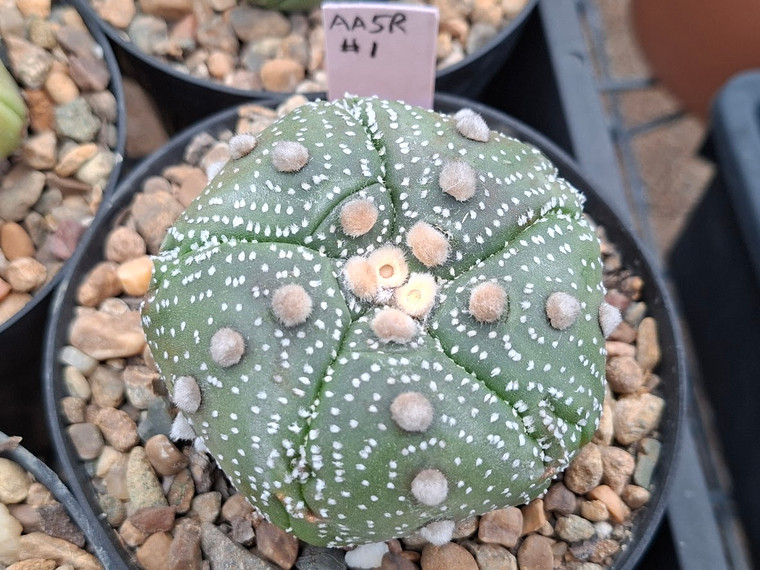 SEEDS- Astrophytum asterias -  (15) cactus seeds AA5R#1