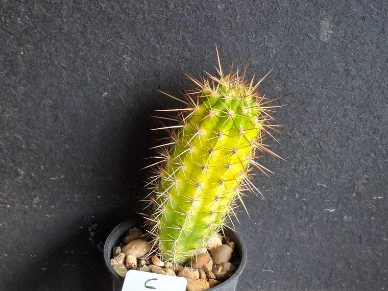 Variegated Thelegonus x Echinopsis mamillosa v subulata- CACVPLANT-C