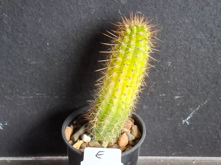 Variegated Thelegonus x Echinopsis mamillosa v subulata- CACVPLANT-E