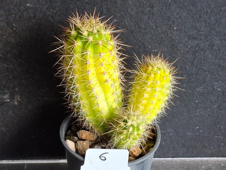 Variegated Thelegonus x Echinopsis mamillosa v subulata- CACVPLANT-G