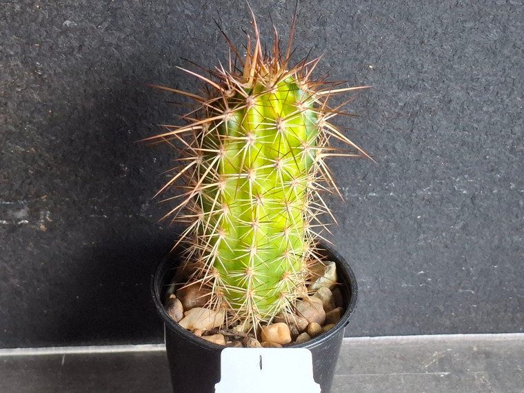 Variegated Thelegonus x Echinopsis mamillosa v subulata- CACVPLANT-I
